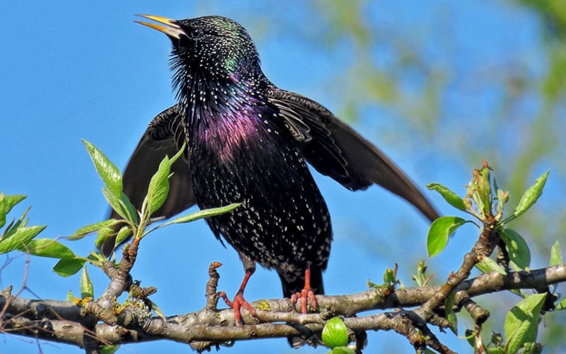 Sturnus vulgaris