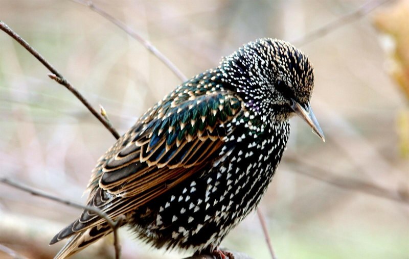 Скворец обыкновенный ‒ Sturnus vulgaris (l., 1758)
