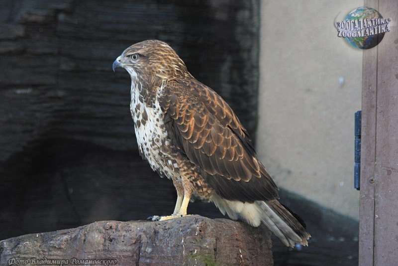 Лесной канюк (Buteo trizonotus)