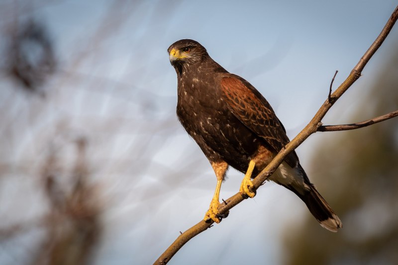 Канюк обыкновенный, Сарыч (Buteo Buteo)