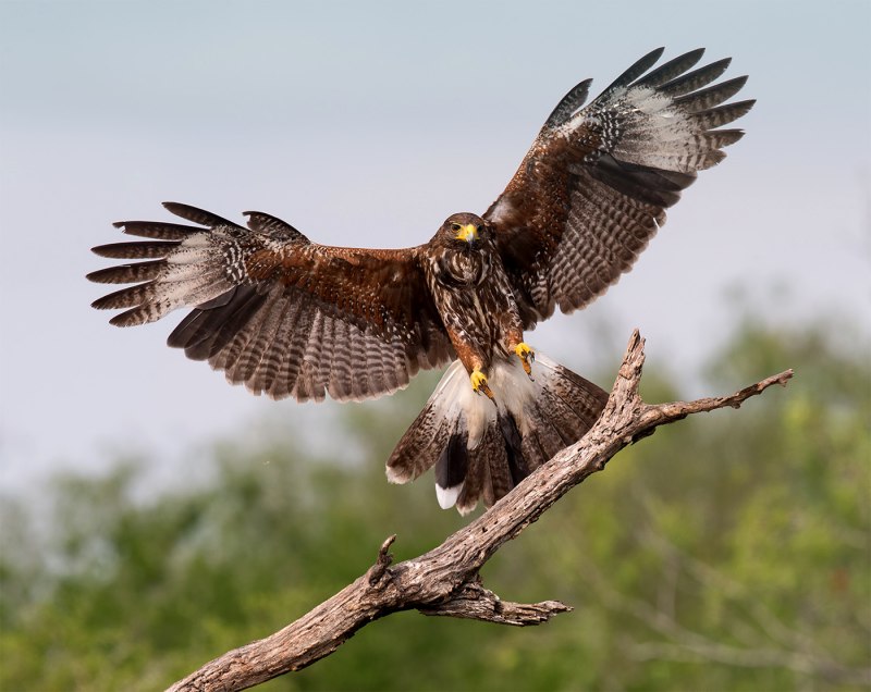 Buzzard foto