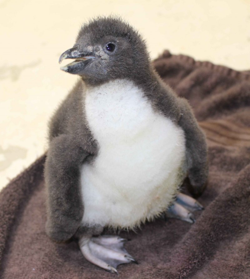 Птенец пингвина (42 фото)