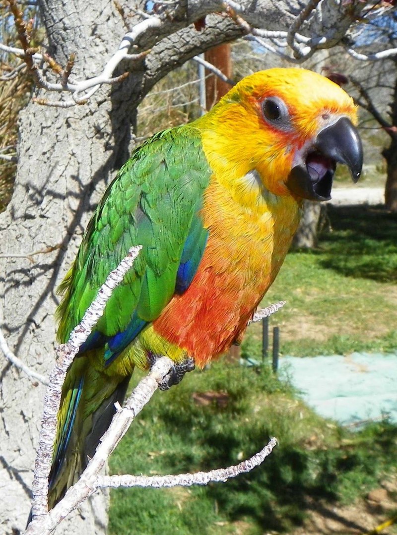 Sun Conure попугай