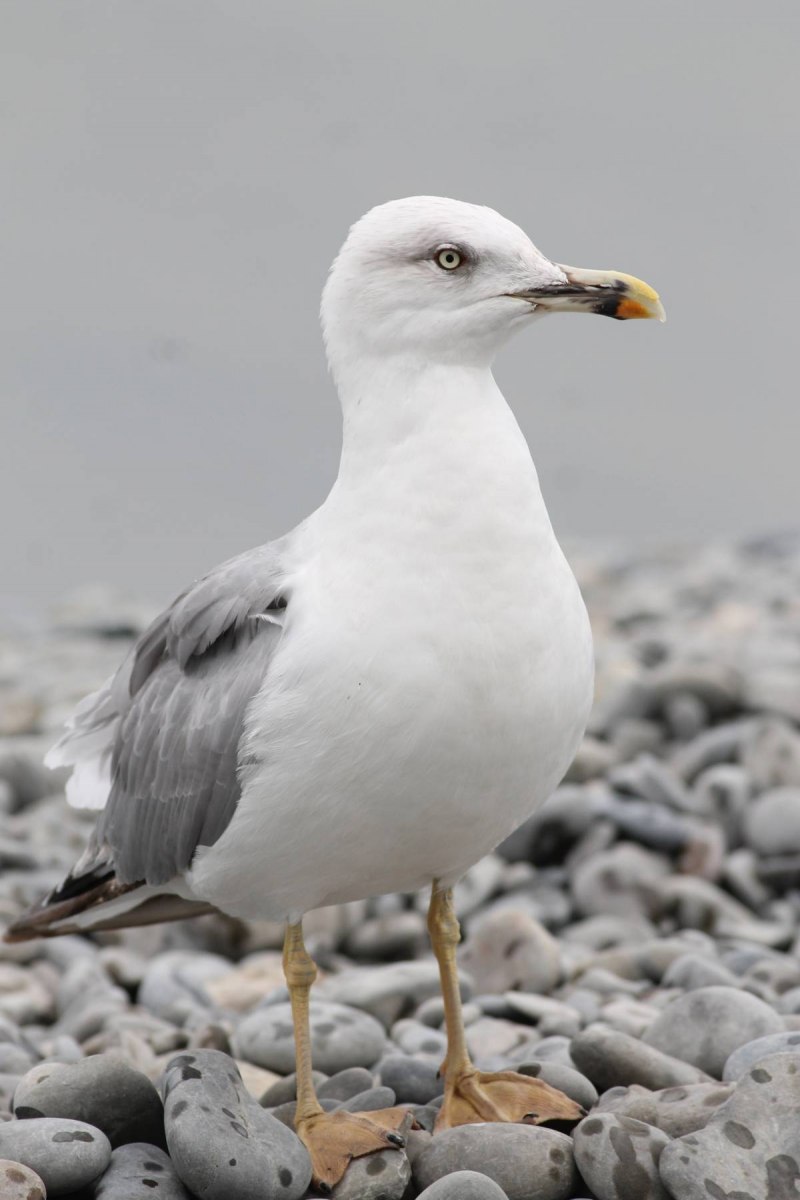 Чайка Larus