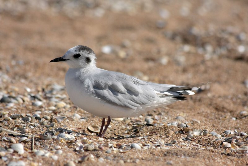 Ма́лая Ча́йка ( Hydrocoloeus minutus)