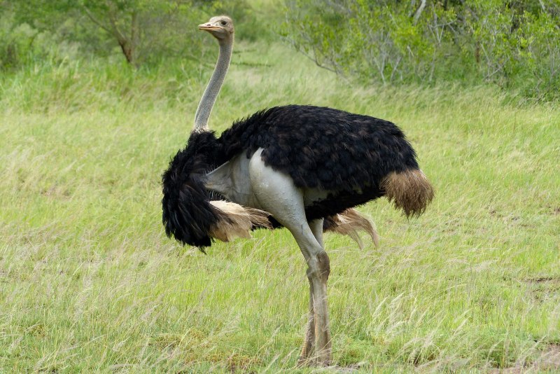 Baby Ostrich