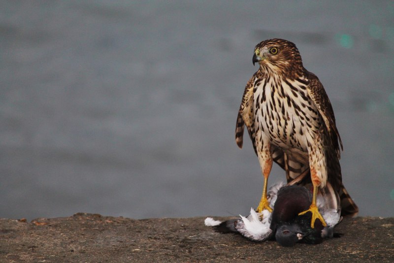 Тетеревятник (Accipiter gentilis)