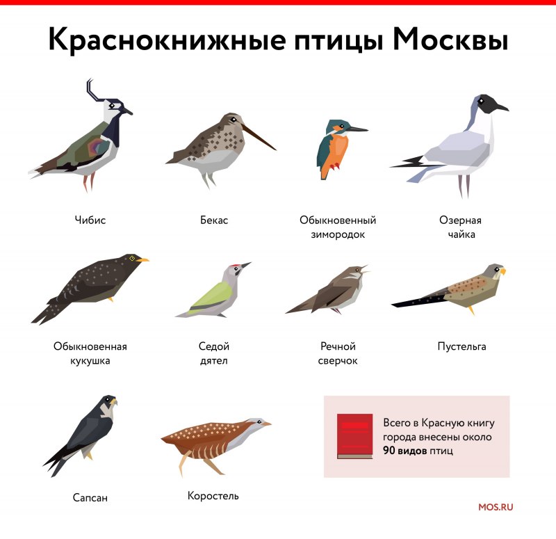 Сибирский Дрозд