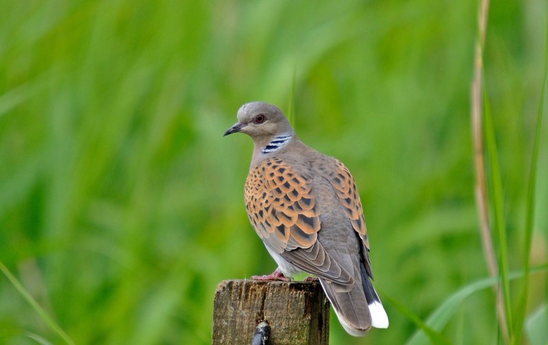 Обыкновенная Горлица (Streptopelia Turtur)