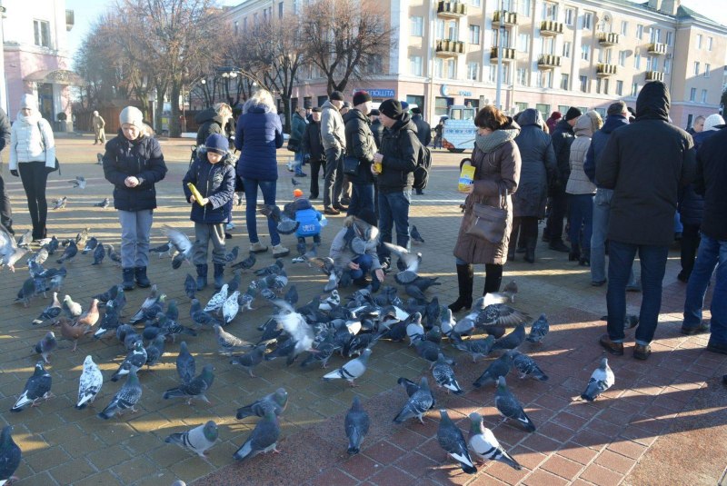 Голуби на площади