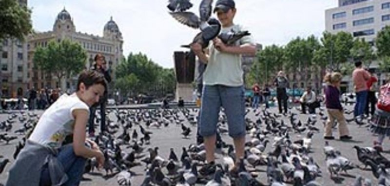 Голуби площадь Каталонии