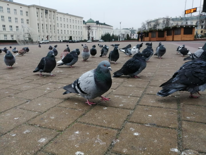 Голуби на площади