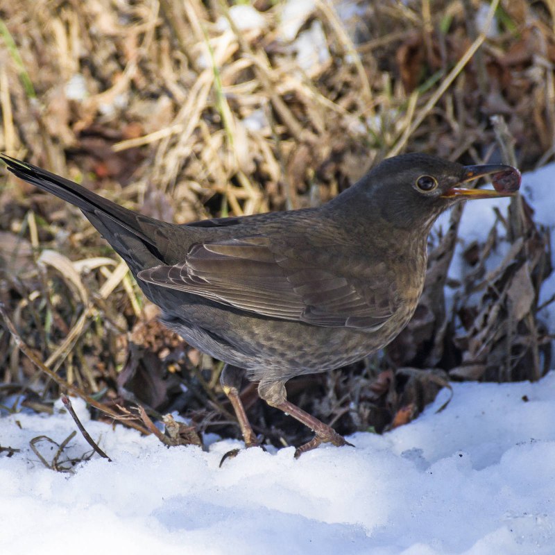 Turdus Merula