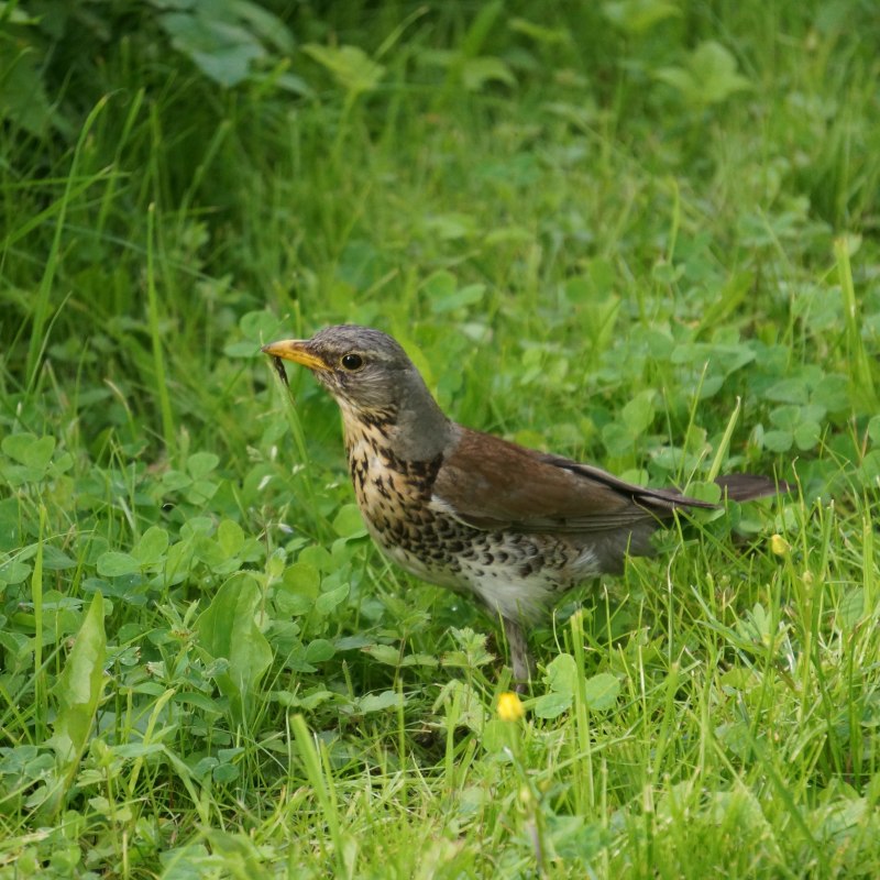 Дрозд-рябинник (turdus pilaris)