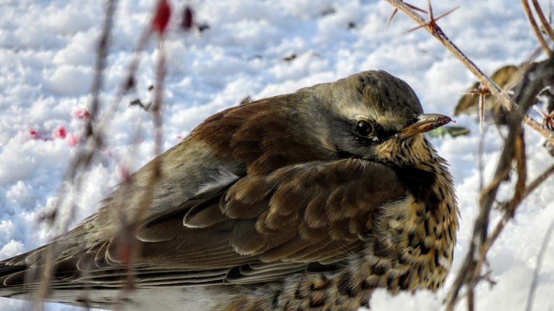 Turdus Merula группа