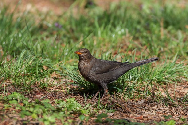 Дрозд чёрный (turdus Merula)