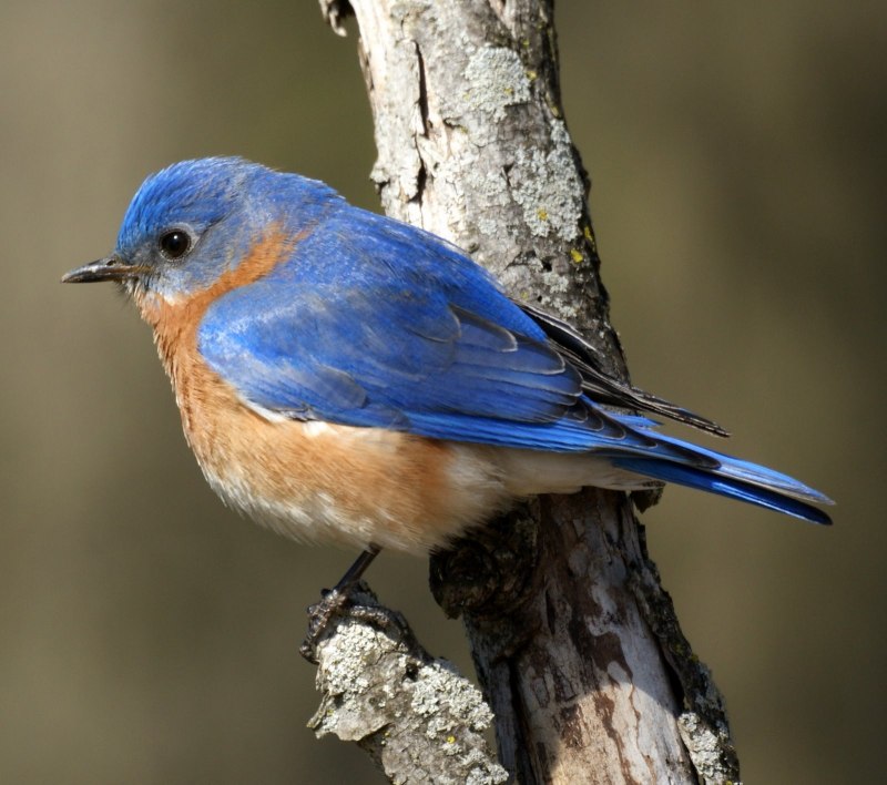 Голубая сиалия (Sialia currucoides)