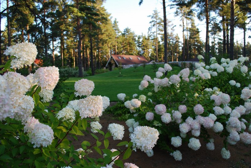 Чайки в Белгороде