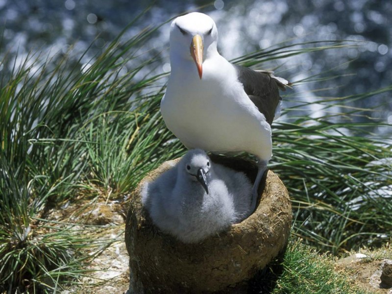 Серокрылая Чайка Larus glaucescens