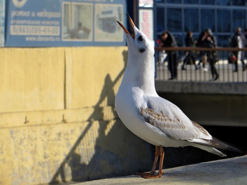 Larus occidentalis