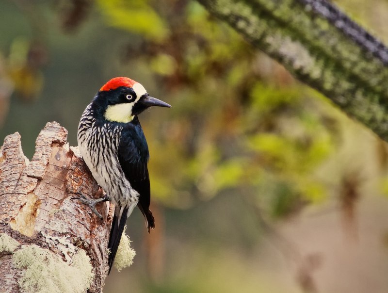 Melanerpes formicivorus