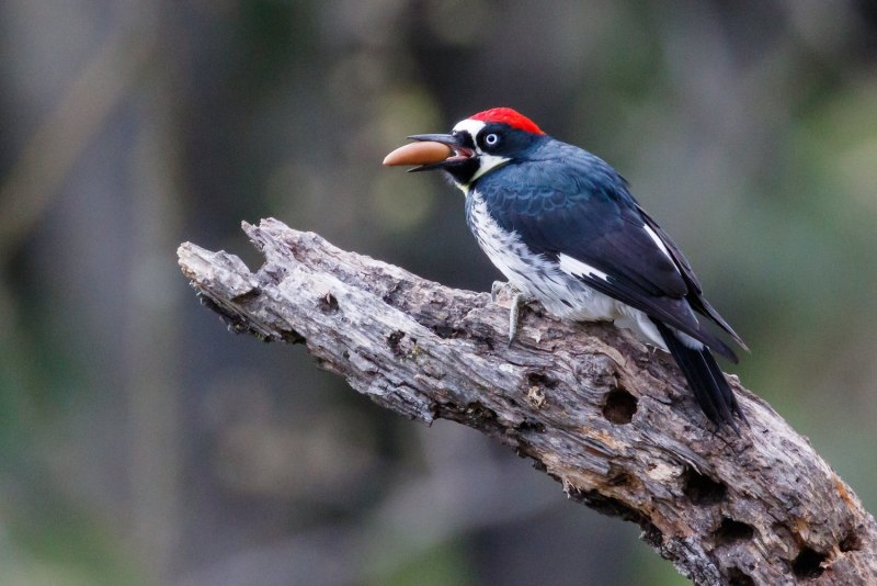 Melanerpes formicivorus