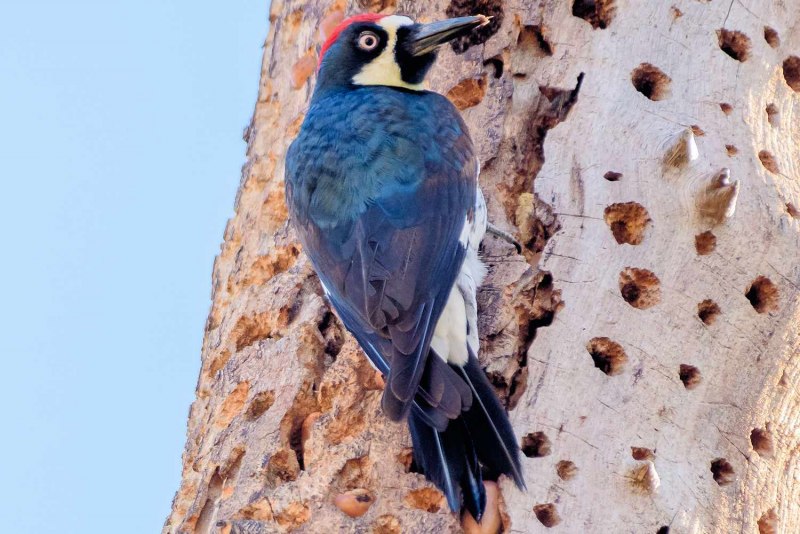 Меланерпес муравьиный - Melanerpes formicivorus