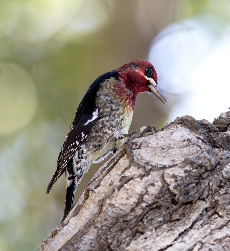 Melanerpes formicivorus
