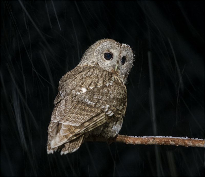 Длиннохвостая неясыть (Strix uralensis)