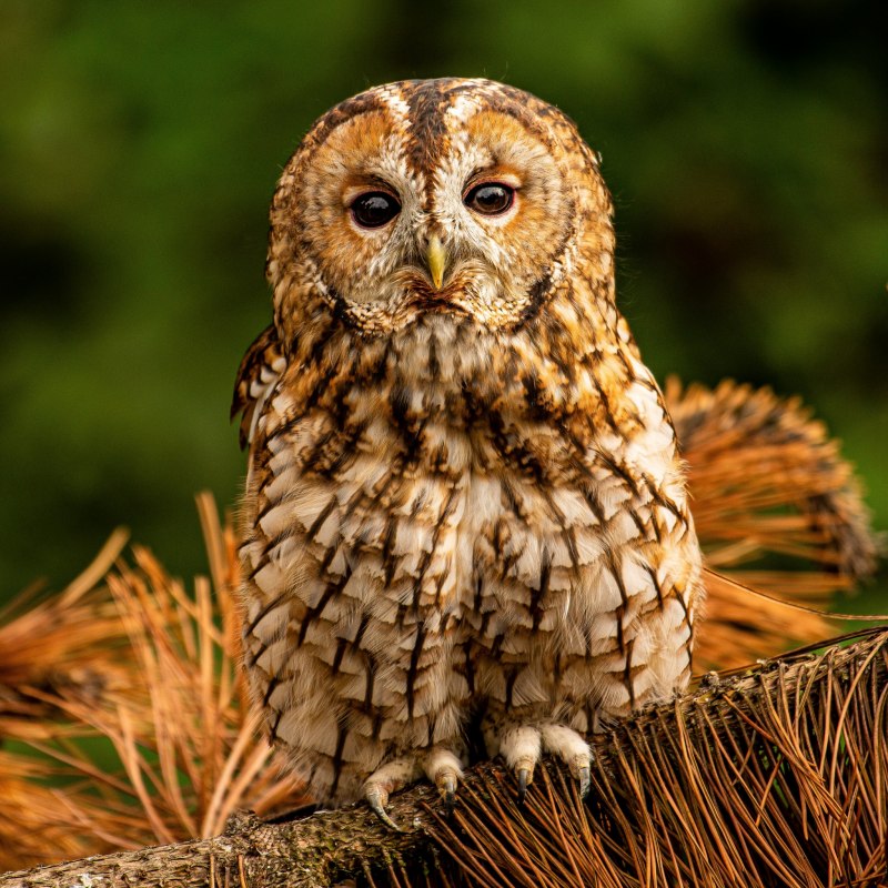 Strix aluco