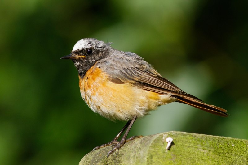 Щегол (лат. Carduelis)