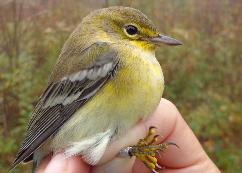American Goldfinch птица