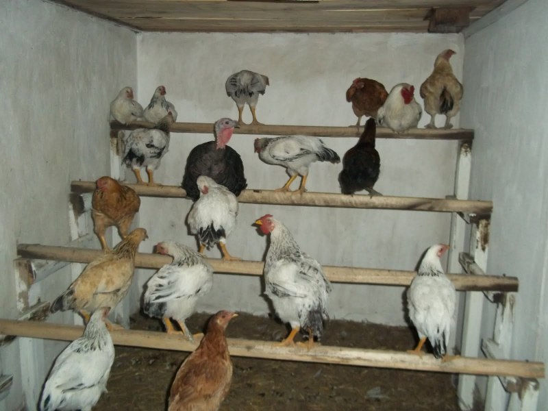 Насест для 20 кур