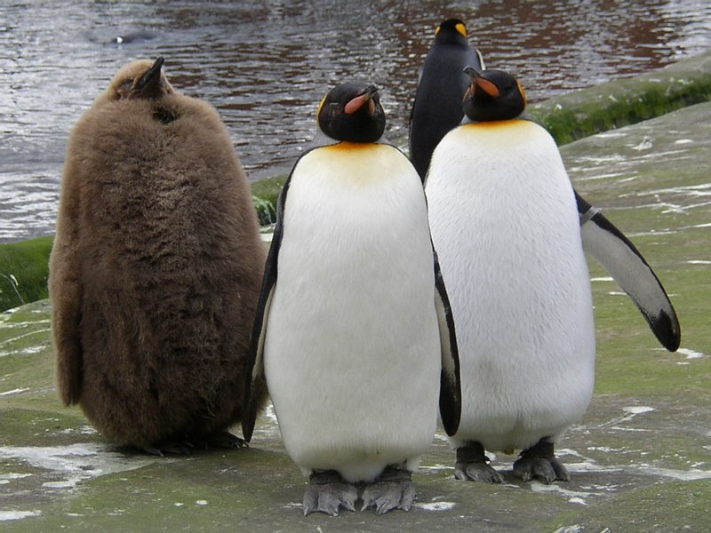 Забавные пингвинов (48 фото)