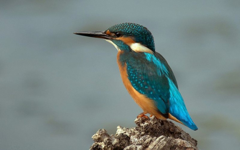 Птичка Kingfisher