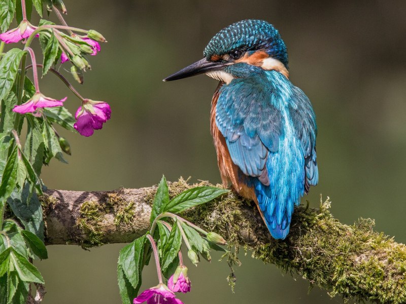 Обыкновенный Зиморо́док ( Alcedo Atthis)