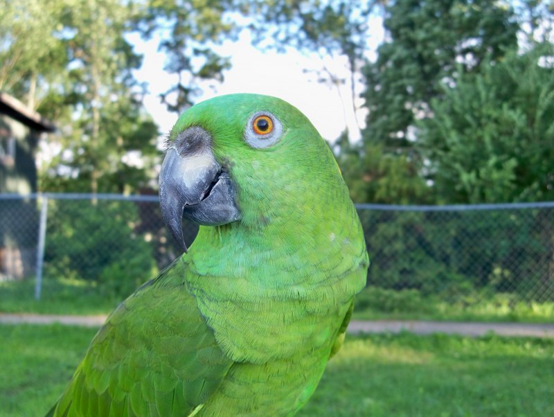 Brotogeris pyrrhopterus