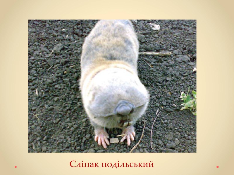 Крот слепыш глаза