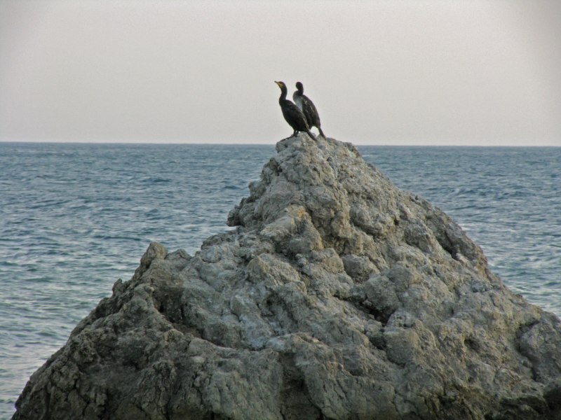 Большой Баклан – Phalacrocorax Carbo (l.)