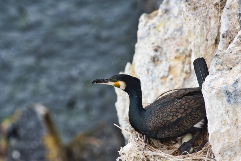 Большой Баклан Phalacrocorax Carbo