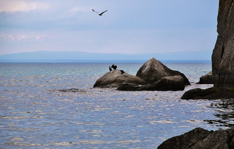 Баклан нырок чёрном море
