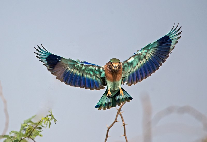 Coracias garrulus