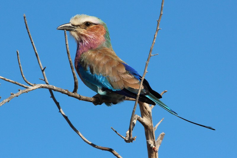 Обыкновенная сизоворонка Coracias garrulus