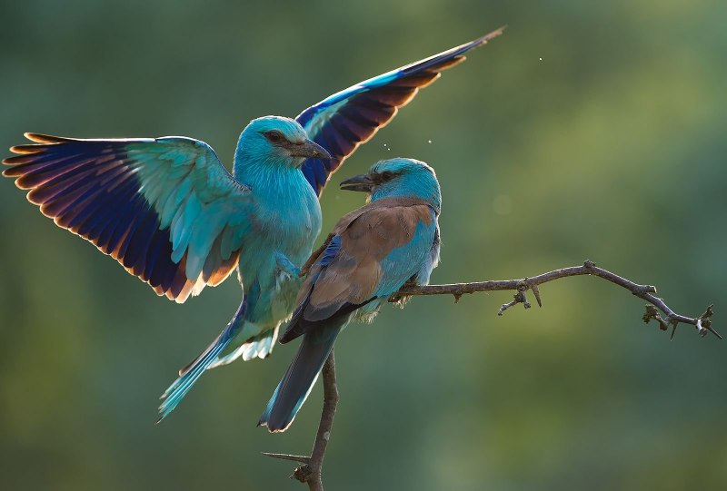 Coracias affinis