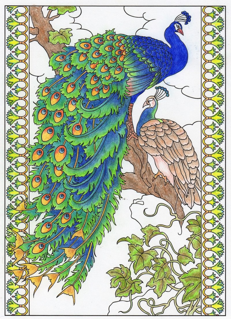 Павлин для разукрашивания