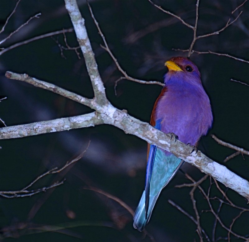 Eurystomus glaucurus