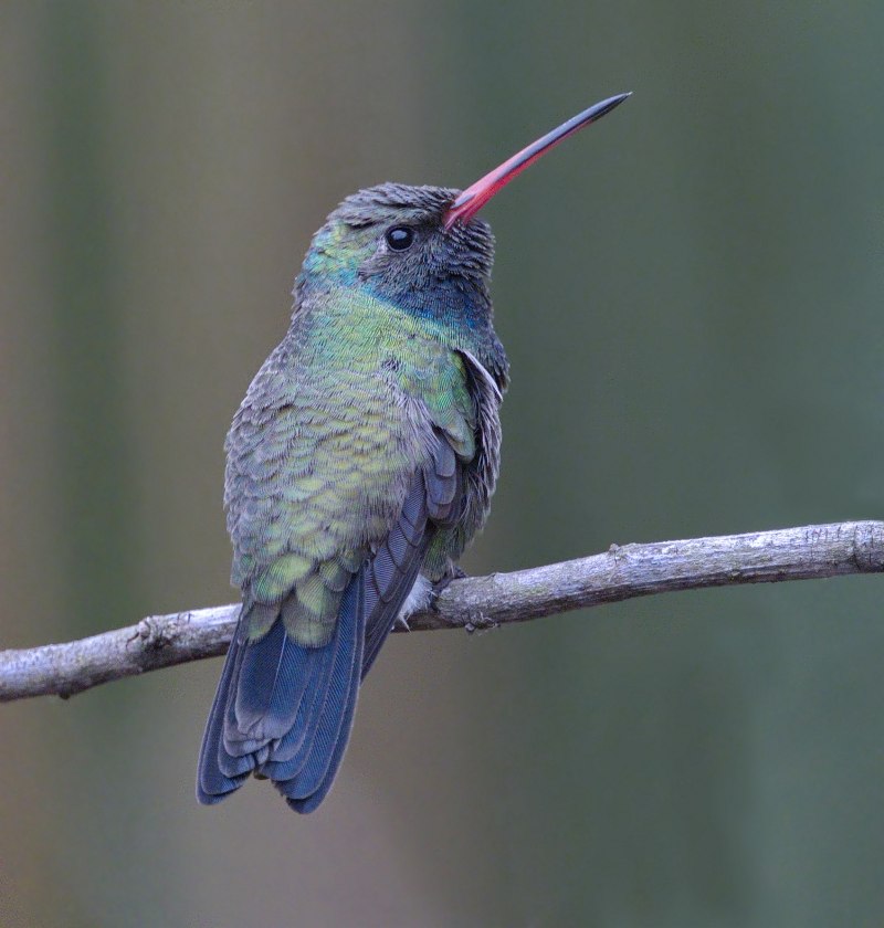 Broad-billed Hummingbird птица