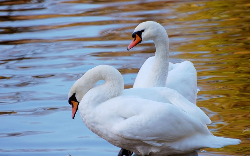 Фильм Swans лебеди 2011