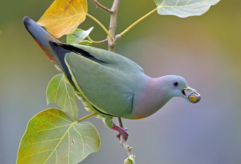 Зелёный фазан / Phasianus versicolor