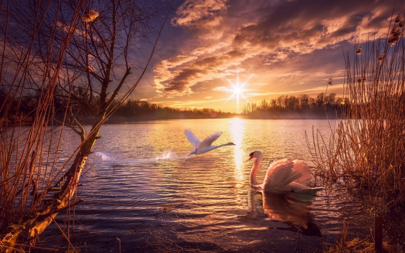 Лебедь взлетает с воды